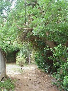 Kitchen Garden before renovation